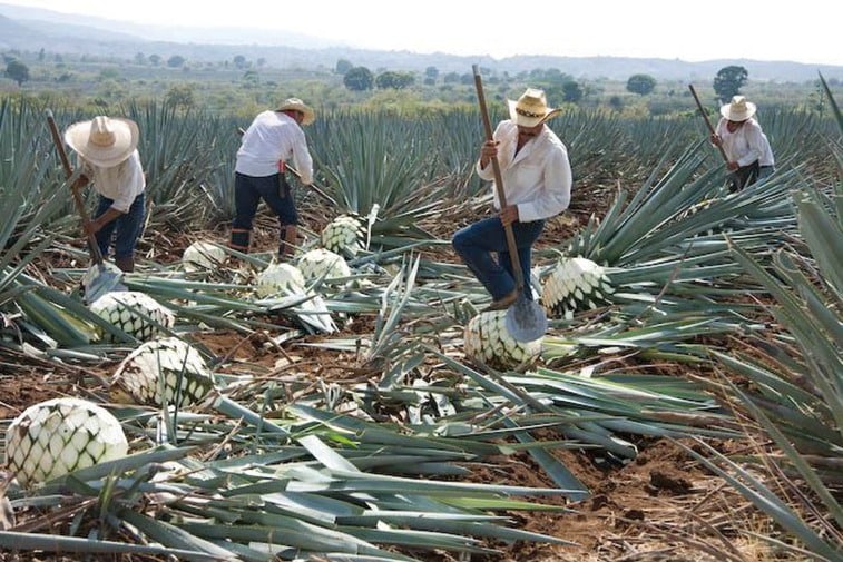 Agavenernte: Um den Namen Tequila tragen zu dürfen, muss das Getränk in Mexiko in der Gegend von Tequila hergestellt werden und mindestens 51 Prozent Agavenzucker enthalten.